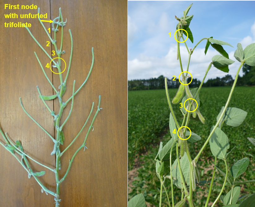 Two soybean plants and R3 and R5 growth stages.